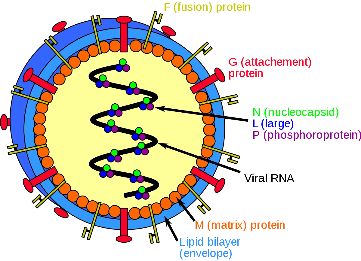 Virusul Nipah
