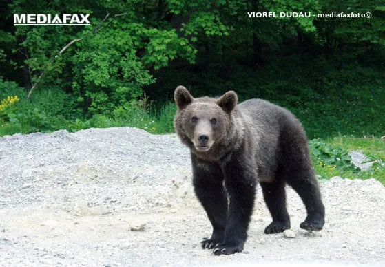 Mesaj Ro-Alert: O ursoaică și doi pui, văzuți în zona unei căi ferate din Brașov