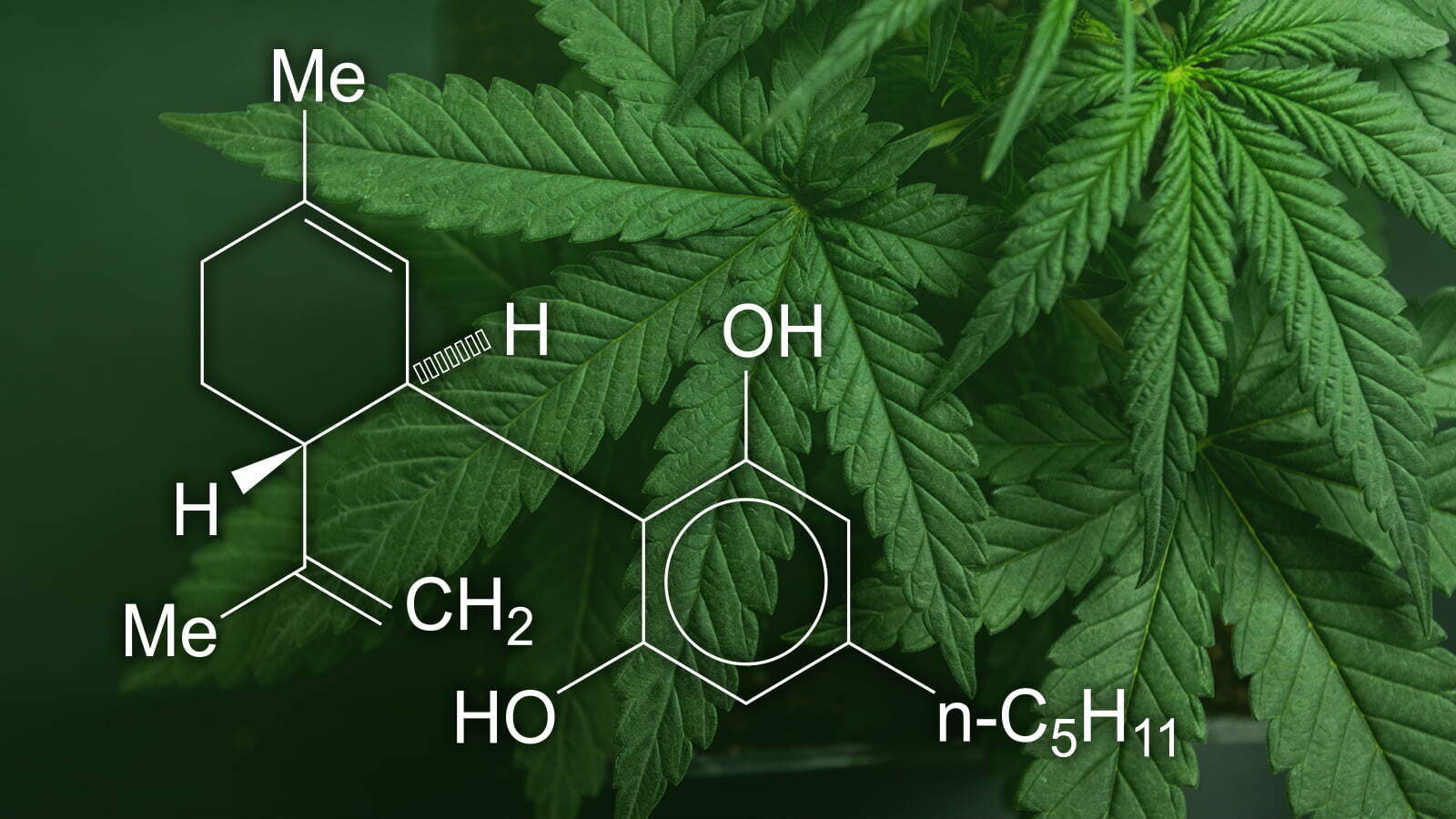 10 fapte interesante despre uleiul CBD