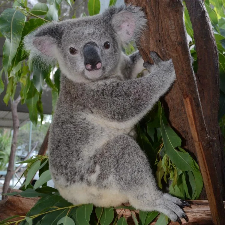 Imagini dramatice în Australia: