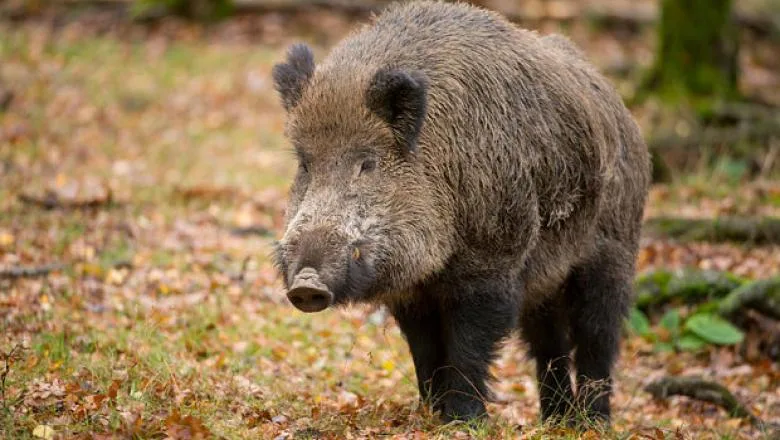 Din cauza pestei porcine africane, anul acesta, vânătoarea de mistreţi de la Balc nu se ţine