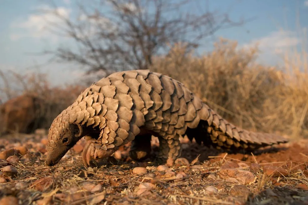 Poliția turcă a confiscat peste o tonă de solzi de pangolin