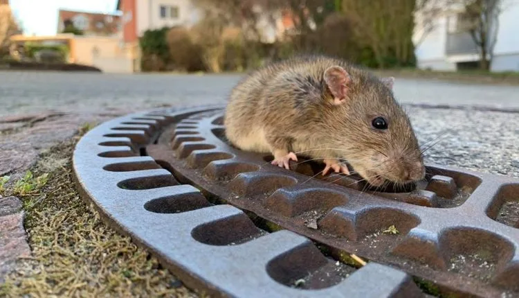 Şobolanii antrenaţi să conducă mici maşini se simt relaxaţi de această activitate