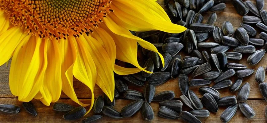 In România nu există seminte de floarea-soarelui pentru consum
