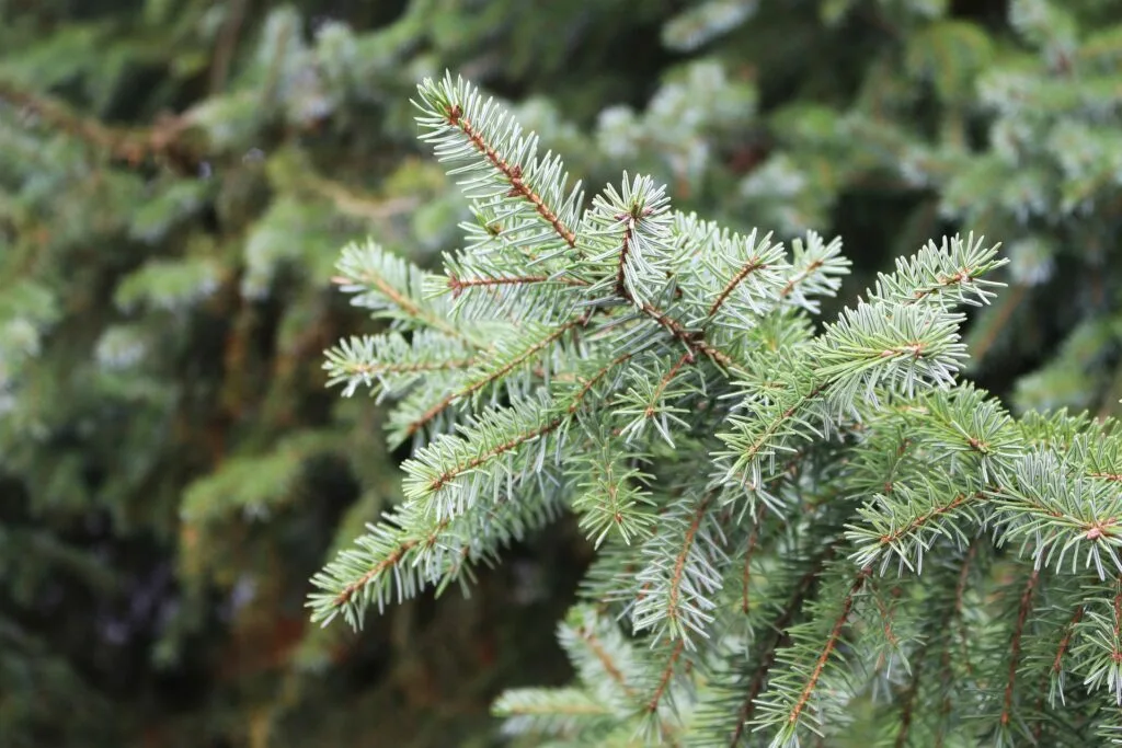 fir-4651004_1920
