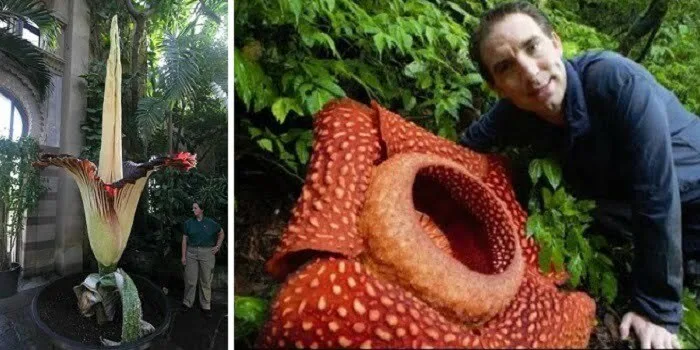S- a descoperit o floare uriaşă a unei specii de plante recunoscută pentru producerea celor mai mari inflorescenţe din lume