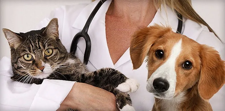 Uniformizarea contractelor cu medicii veterinari