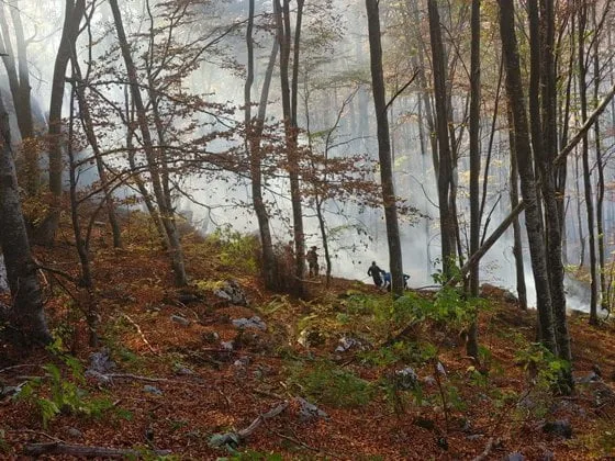 12 hectare de litieră de pădure cuprinse de flăcări