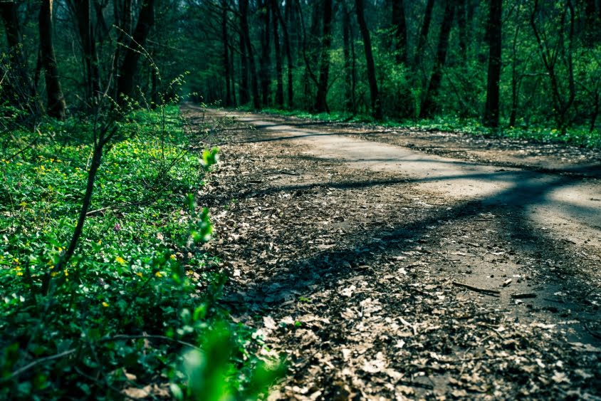 Timiş: „Pădurea urbană de brazi”, proiect ecologic realizat exclusiv de elevi şi studenţi