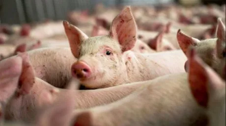 Iaşi: Două noi cazuri de pestă porcină identificate în judeţ