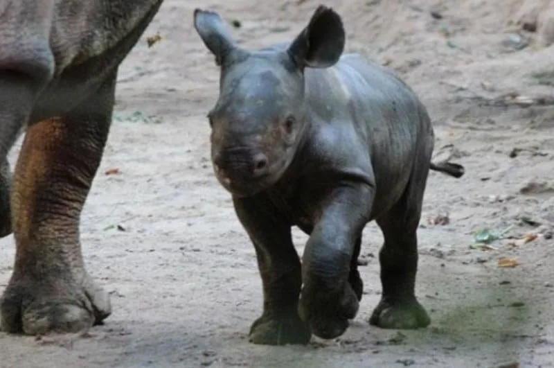 Grădina Zoologică din Bassin d’Arcachon