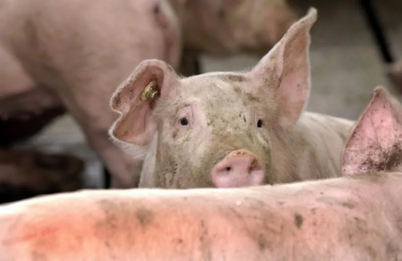Vaslui: Caz de pestă porcină africană confirmat într-o gospodărie