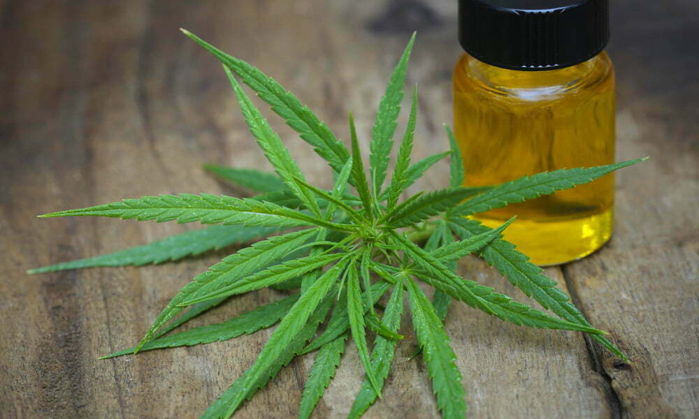 Green leaves of medicinal cannabis with extract oil